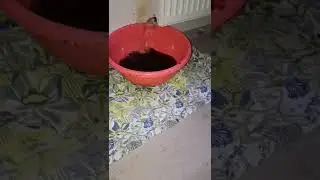 Kirden tamamen tıkanan peteğin içinden çıkanlara bakın