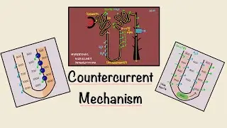 Countercurrent Mechanism | Loop of Henle | Concentration of urine | Renal Physiology