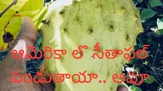 HarvestingSeethaPhal