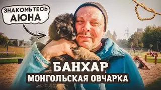 Купил собаку. Монгольский банхар: описание породы. 