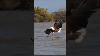 African Fish - eagle #hunting #shorts #youtubeshorts #trending #viralvideo #shortsfeed