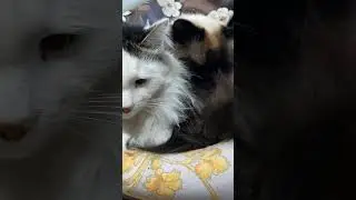 Коты #маминькинсынок 🐱🐈