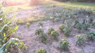 My Garden 2014