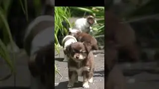 прелесть!