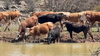 HIGHLAND MIGRATION
