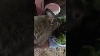 Fern Can Finally Eat Again