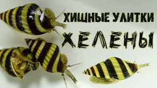 Helena's predatory snails