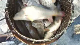 Baliq ovi #sazan  #baliqovi #fishing #baliq #fish #baliqovu #carpfishing #carplife #koi #carp