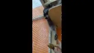 Ленивый енот