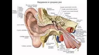 Hearing  Gustation