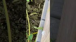 Let me know if you got him! 🦎 #games #animals #nature #shorts #shortsvideo