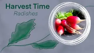 First 2021 Harvest - Radish
