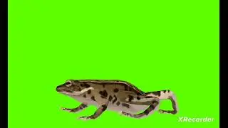 copyright free Cartoon Green Screen Animation frogs Walking  Running Green Video 