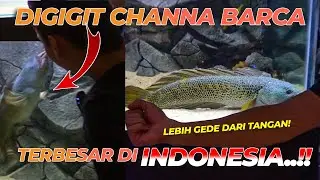SAMPE BENGONG..! CHANNA BARCA TERBESAR YANG PERNAH GW LIAT..!