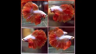 Betta Fish HALLOWEEN ORANGE Dragon ROSETAIL Halfmoon Male X513