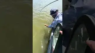 Низовский сом . Желтый коротыш на 2 м и 63 кг