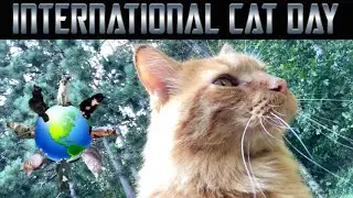 Happy International Cat Day! | 2024