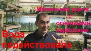 Вода подействовала. Маленькая удача с огненными барбусами.