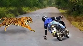 Rebellion! Angry Wild Animals A.t.tacks Passerby When Invading Their Territory