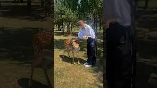 PETTING ZOO 