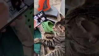 Cat vibing