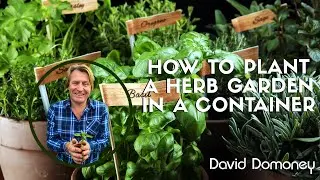 How to plant a herb garden container