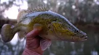Murray Cod Fishing With Cheese In Winter