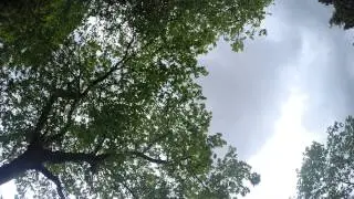 Fox grabbing my GoPro Hero 3+ and then urinating on it...