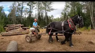 Does DRAFT HORSE logging DAMAGE the forest??
