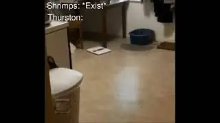 кот терстон мем