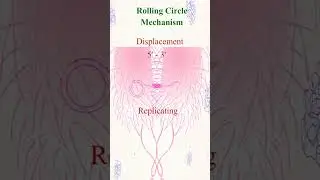 rolling circle mechanism|quick process review