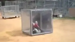 Умный медведь