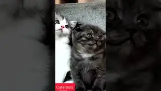 cute kitten's ❤️😘💖😘 #viral #reels #video #trending