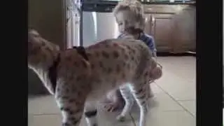 Большая кошка играет с ребёнком