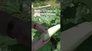 15 июля 2023 г.