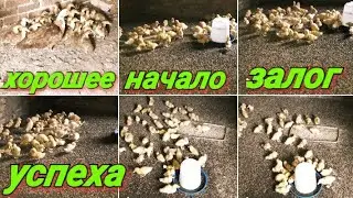 Выращивание уток для себя!Кто кого Муларды или Пекинские утки!
