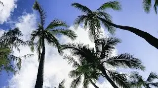 Sea and palm trees. Best music for the soul.
