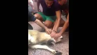 مراسم ذبح تاني أضحية لي ... (اللهم تقبل منا)