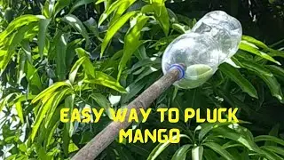 Technique to pluck Mango From tree || மாம்பழம் பறிக்கும் நுட்பம் ||