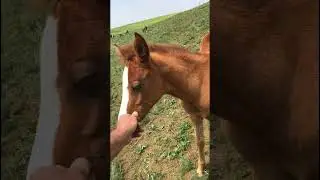 Проверка на клеща. 309 #лошадь  #horse   #pferde   #cheval    حصان# #short   #shortvideo   #shorts