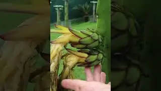Did you pollinate your dragon fruit successfully?