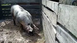 Хряк Пьетрен Макстер Тучка принимает грязевые ванны
