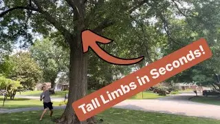 How to remove dead limbs on tall trees 2025