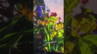 Went to see the Grateful Dead, saw a lot of plants too 💀🌹⚡️#plants #deadandcompany #spherevegas