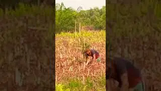 menanam kelapa sawit pribadi 💪🥰#vidioshort