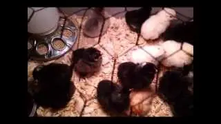 Chick Hatched With Extra Set Of Detached Legs