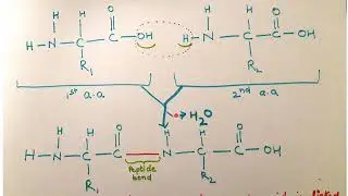 how to draw a peptide bond