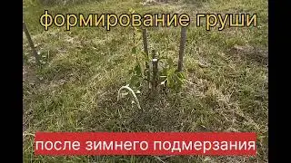Формирование груши после зимнего подмерзания.