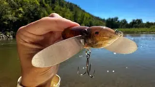 Do Bass Eat Mice?