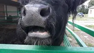 Голос, бык!))